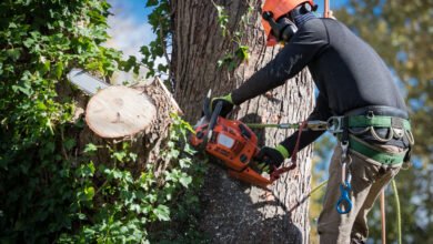 Tree Removal