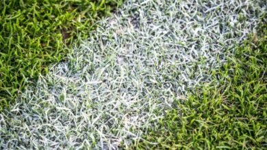 Real Grass vs Artificial Grass: Which Is Better for Busy Homeowners?