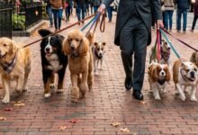 Boston Dogs